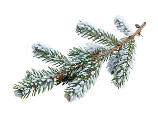 Pine branches covered with snow on transparent background