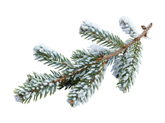 Pine branches covered with snow on transparent background