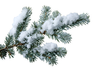 Pine branches covered with snow on transparent background