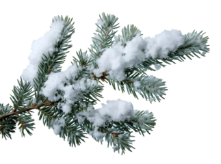 Pine branches covered with snow on transparent background