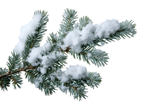 Pine branches covered with snow on transparent background