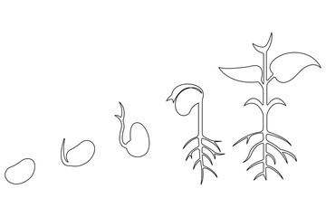 Continuous single line art drawing of plant growth processing from seed outline vector
