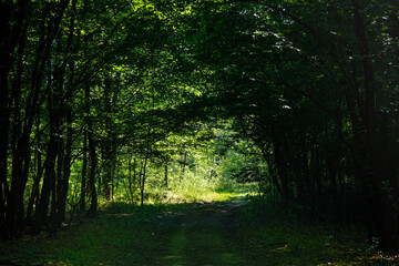 Obraz premium Dark forest and path leading to a bright clearing.