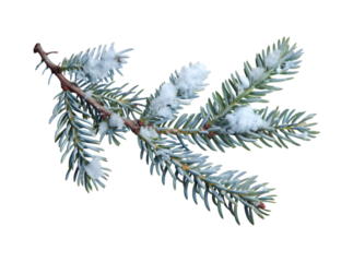 Pine branches covered with snow on transparent background