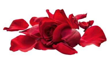 Burgundy Rose Petal Scatter