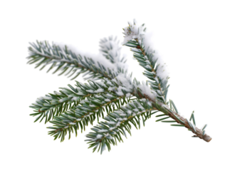 Pine branches covered with snow on transparent background