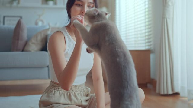 Happy young asian woman trainer owner training Scottish fold cat to do trick by standing on back hind legs at home room, eating treat for reward
