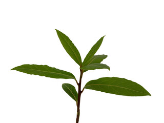 Fresh bay leaves on twig isolated on white background