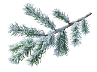 Pine branches covered with snow on transparent background