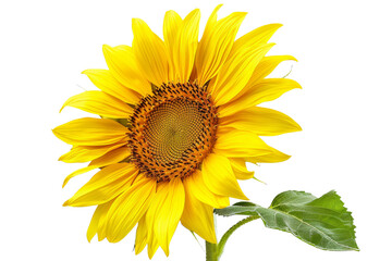 A single sunflower with yellow petals and green leaves. The flower is facing the camera with a large, brown center.