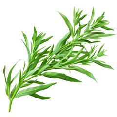 Fototapeta premium A sprig of fresh green tarragon, a fragrant herb used in cooking.