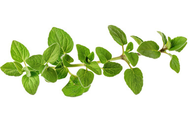 A sprig of fresh oregano with green leaves isolated on a black background.