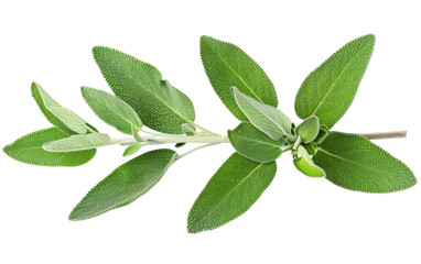 Obraz premium A sprig of green leaves with a soft, fuzzy texture. The leaves are arranged in a symmetrical pattern, creating a visually appealing image.