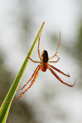 Small spider in nature close-up.