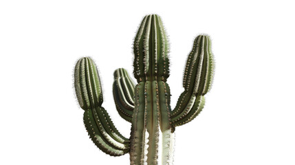 A tall, green cactus with multiple arms reaching towards the sky. The cactus is isolated against a black background.