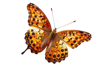 Obraz premium A vibrant orange and brown butterfly with black spots on its wings, isolated on a black background.