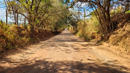 Obraz premium eucalyptus plantation farm in sunny day in brazil countryside on dirt road