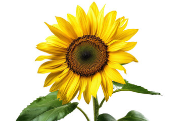 A vibrant yellow sunflower with green leaves, blooming brightly against a black background.