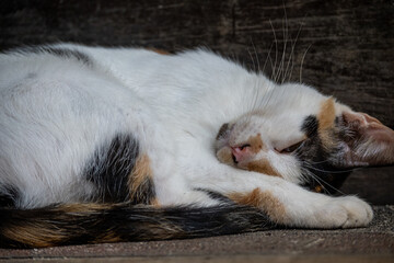 Mittelamerika Honduras, El Salvador, Wilde Tiere, Natur, Pflanzen, Reisen, Travel