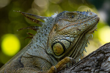 Mittelamerika Honduras, El Salvador, Wilde Tiere, Natur, Pflanzen, Reisen, Travel