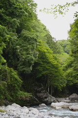 Fototapeta premium 山中に流れる清らかな川。