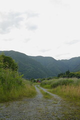 草が生い茂る道を行く。