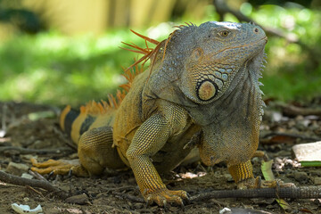 Fototapeta premium Grüner Leguan (Iguana iguana) am Boden im Regenwald