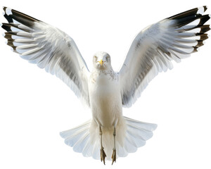 Obraz premium A white seagull with black wingtips, in flight with wings spread wide, isolated on a black background.