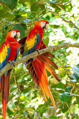 Mittelamerika Honduras, El Salvador, Wilde Tiere, Natur, Pflanzen, Reisen, Travel