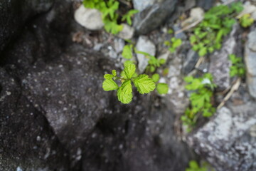 道端に生える草