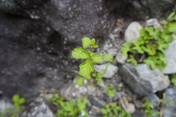 道端に生える草