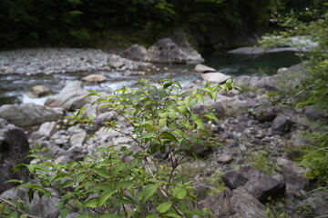 山間を流れる清らかな流れ。