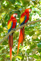 Mittelamerika Honduras, El Salvador, Wilde Tiere, Natur, Pflanzen, Reisen, Travel