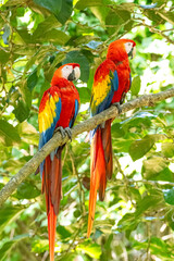 Mittelamerika Honduras, El Salvador, Wilde Tiere, Natur, Pflanzen, Reisen, Travel