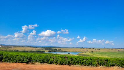 Obraz premium eucalyptus plantation farm in sunny day in brazil countryside on dirt road