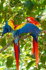 Mittelamerika Honduras, El Salvador, Wilde Tiere, Natur, Pflanzen, Reisen, Travel