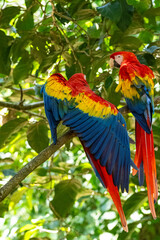 Mittelamerika Honduras, El Salvador, Wilde Tiere, Natur, Pflanzen, Reisen, Travel