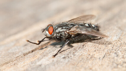 close up of a fly