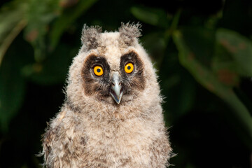 great owl