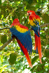 Mittelamerika Honduras, El Salvador, Wilde Tiere, Natur, Pflanzen, Reisen, Travel