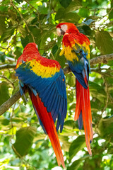 Mittelamerika Honduras, El Salvador, Wilde Tiere, Natur, Pflanzen, Reisen, Travel