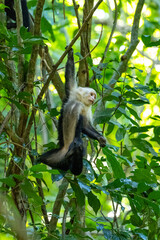 Mittelamerika Honduras, El Salvador, Wilde Tiere, Natur, Pflanzen, Reisen, Travel