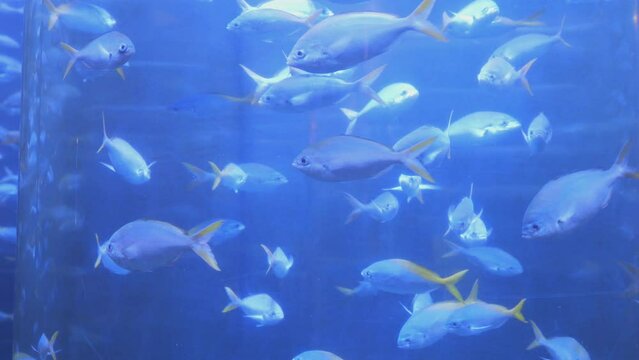 Enchanting blue aquarium with yellowtail fish swimming in unison under the ocean