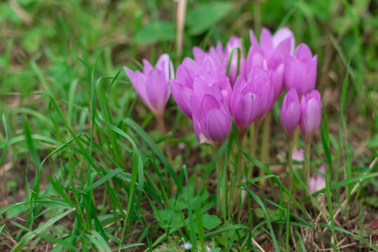 autumn crocus, Group of wild purple flowers blooming in the garden