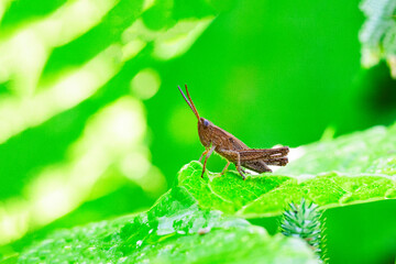 A small, brown grasshopper against a green background.