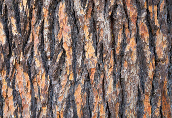 Obraz premium Casca de árvore conífera 