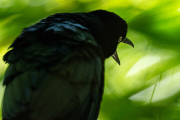 Mittelamerika Honduras, El Salvador, Wilde Tiere, Natur, Pflanzen, Reisen, Travel