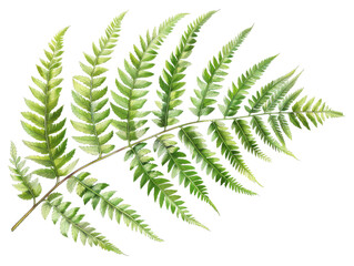 Close-up of a lush green fern frond with delicate fronds and a textured surface.