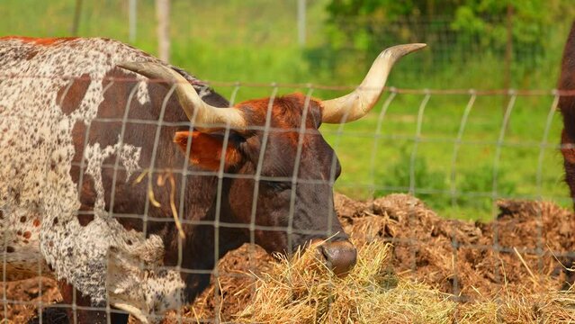 Slow motion of cow head. Cattle cow grazing on hay at summer in Canada. Brown spotted Longhorns calf animal portrait. Cute friendly animal chewing grass at rural farm. Farming.