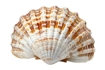 Obraz premium Close-up of a white seashell with brown stripes, isolated on a black background.